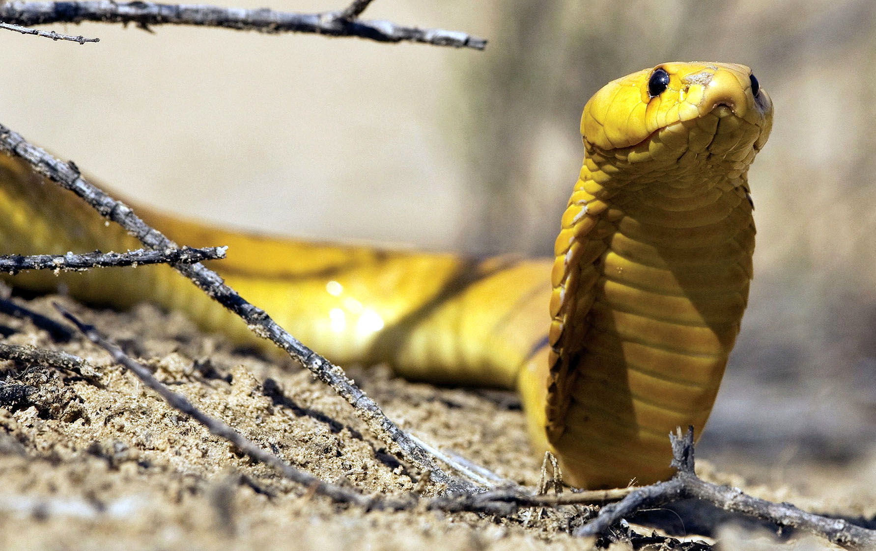 South Africa's antivenom stock drops to zero
